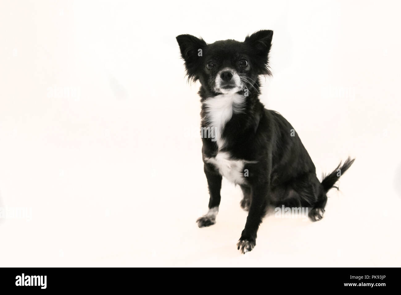 Bianco e nero chihuahua cane con orecchie bloccata stitting fuori su uno sfondo bianco Foto Stock