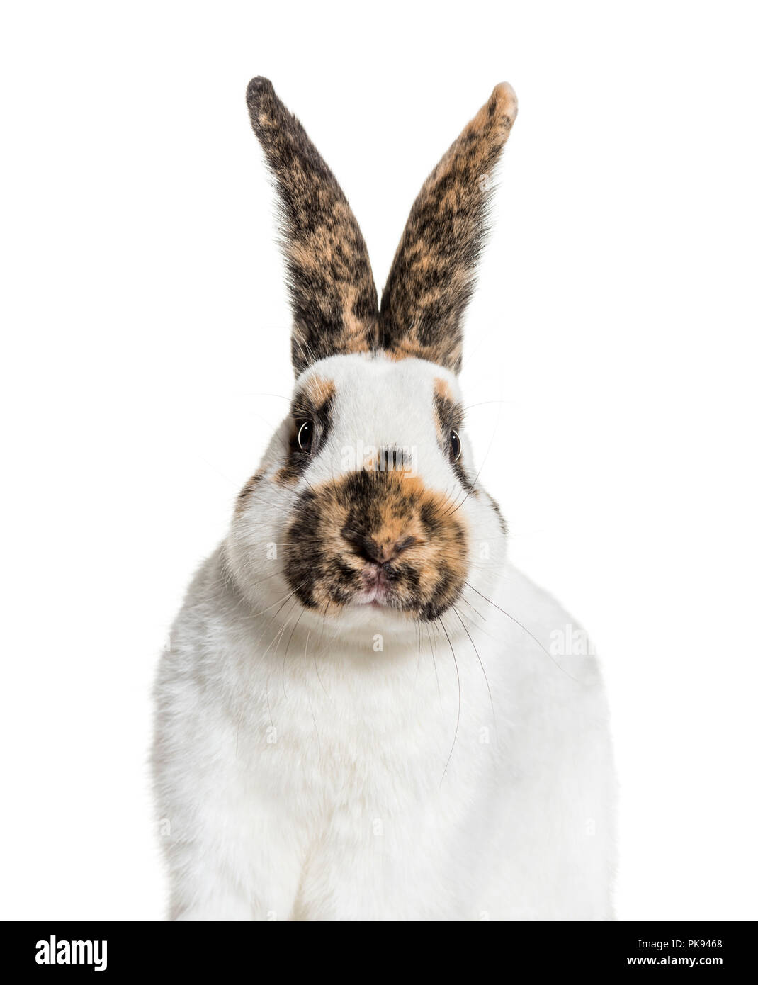 A scacchi coniglio gigante contro uno sfondo bianco Foto Stock