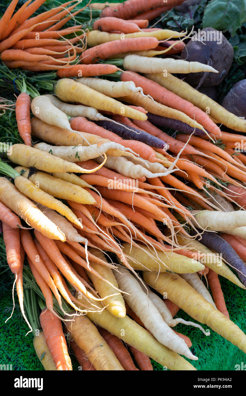 Heritage carote per la vendita su un vegetale stallo a Fairford farmers market, Gloucestershire, Inghilterra Foto Stock