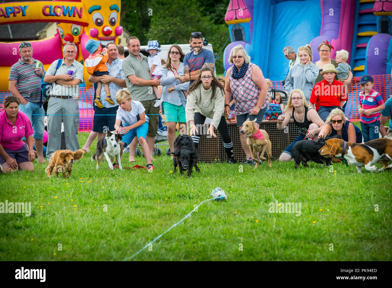 I proprietari di cani rilasciare i cani di piccola taglia che gara dopo esca tirato lungo a velocità in una competizione in pianura giochi in Somerset Foto Stock
