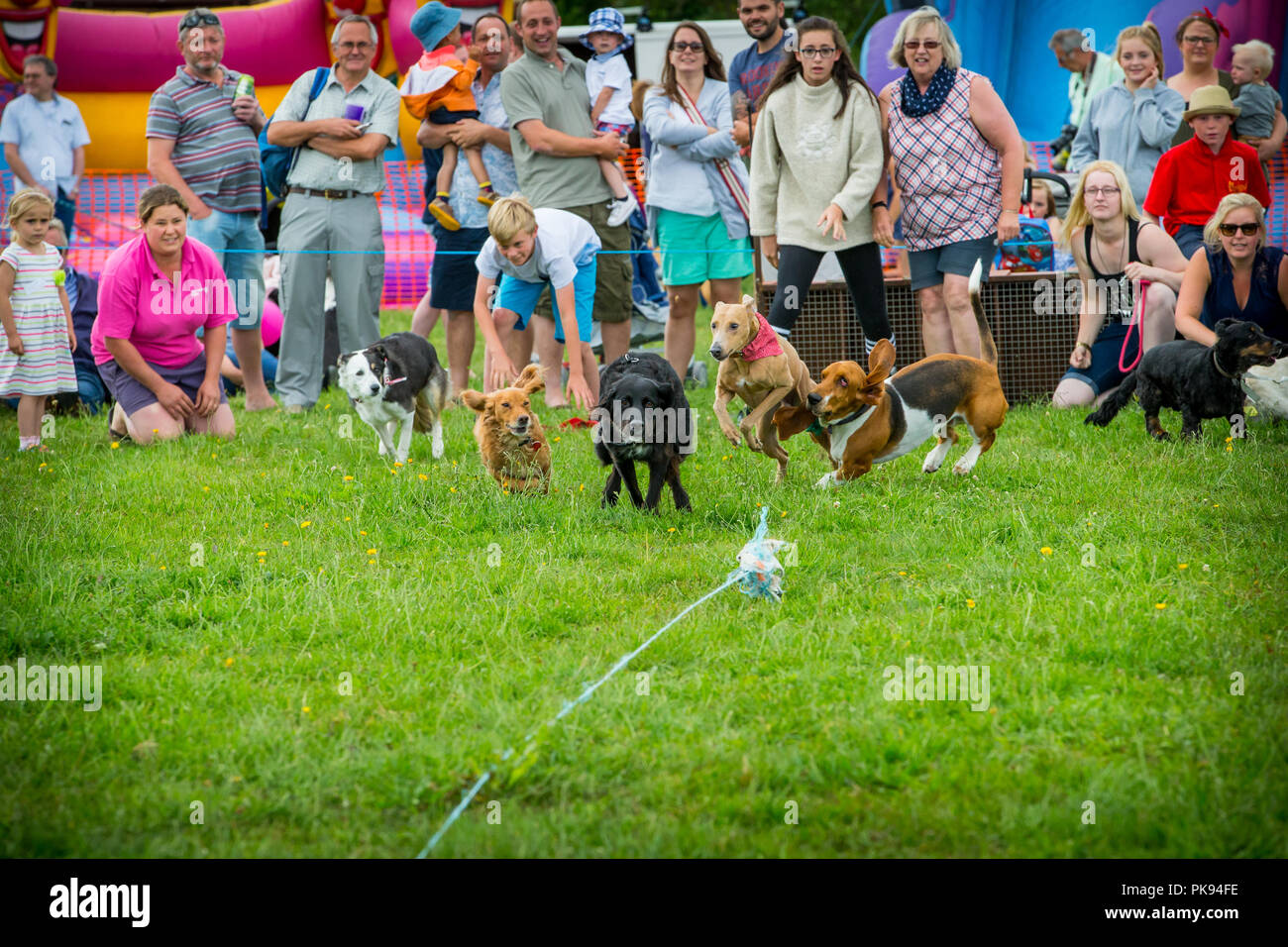 I proprietari di cani rilasciare i cani di piccola taglia che gara dopo esca tirato lungo a velocità in una competizione in pianura giochi in Somerset Foto Stock
