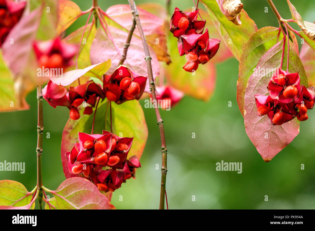 Euonymus latifolius, mandrino di latifoglie, giardino fogliame autunno Foto Stock