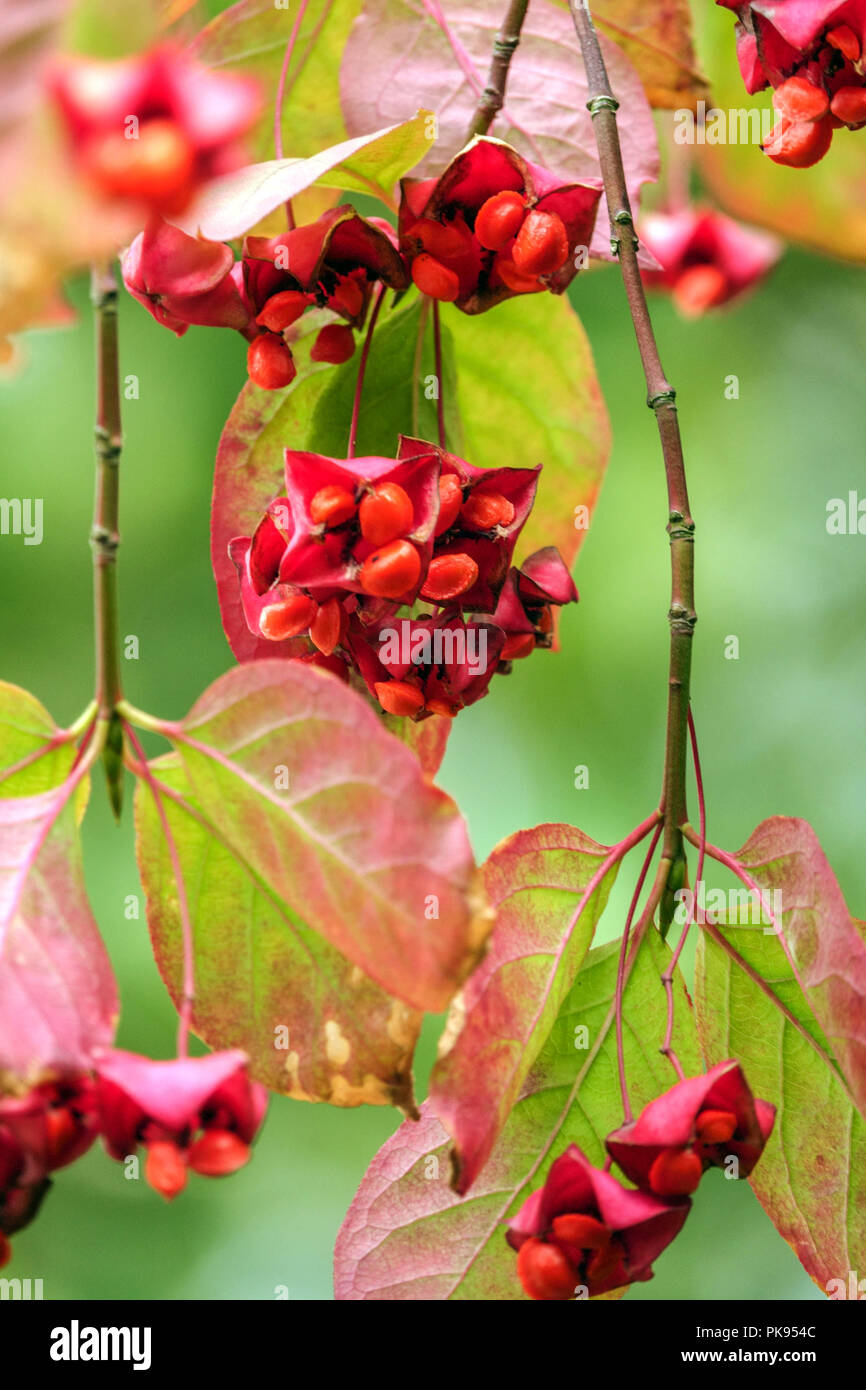 Mandrino di latifoglie, Euonymus latifolius, close up bacche Foto Stock