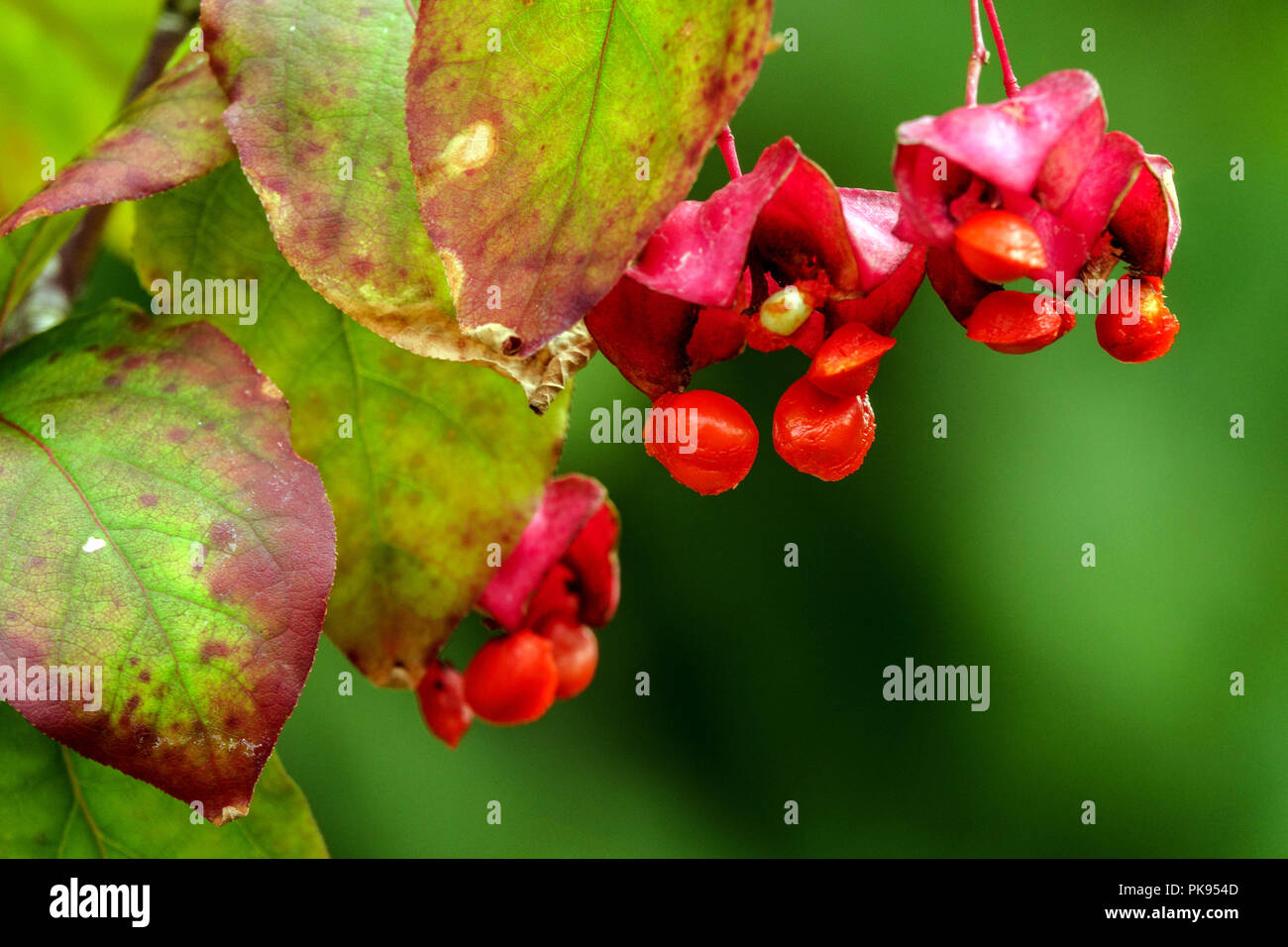 Euonymus latifolius, primo piano delle bacche di mandrino Foto Stock