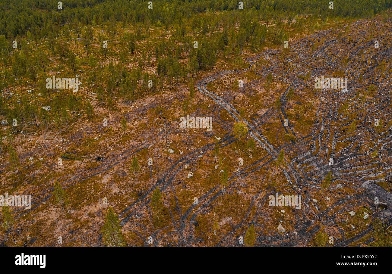 Finlandia, veduta aerea della foresta in Lapponia dove deforestazione ha avuto luogo e con cingoli del veicolo Foto Stock