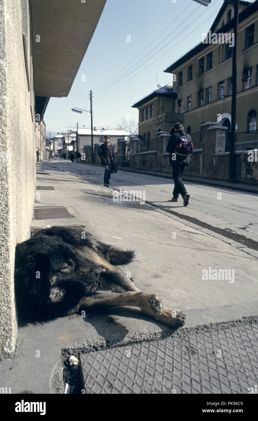 10 Marzo 1993 durante l'assedio di Sarajevo: a nord del centro della città, un grande scruffy cane si crogiola nella primavera sole su Bjelave street. Foto Stock