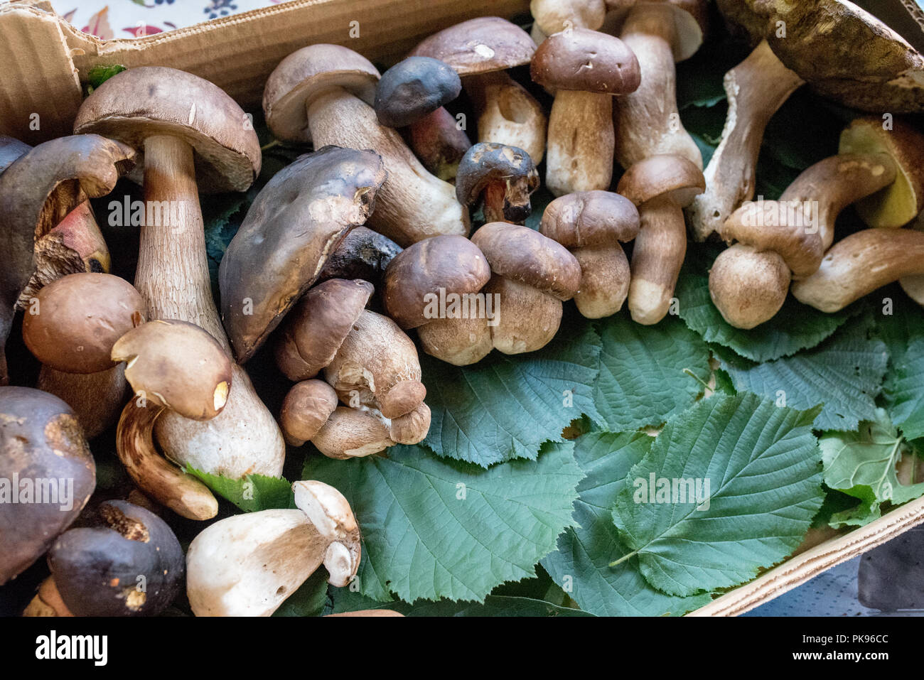 Cesto pieno di diversi funghi, raccolti a fine estate, inizio autunno Foto Stock