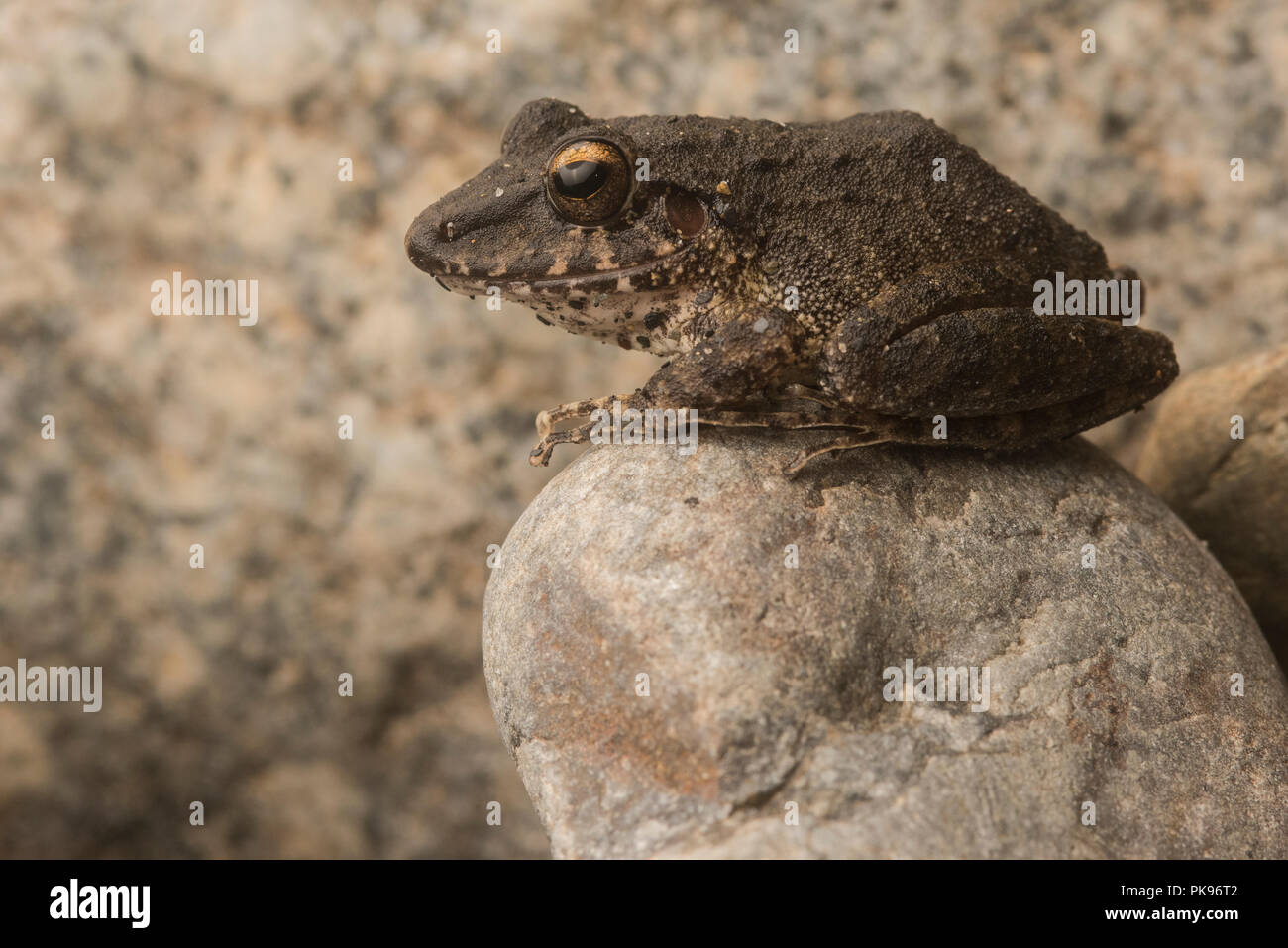 Un marrone indefinito rana trovata nei pressi di Pilcopata, Perù. Probabilmente un Oreobates specie ma possibile un Pristimantis. Foto Stock