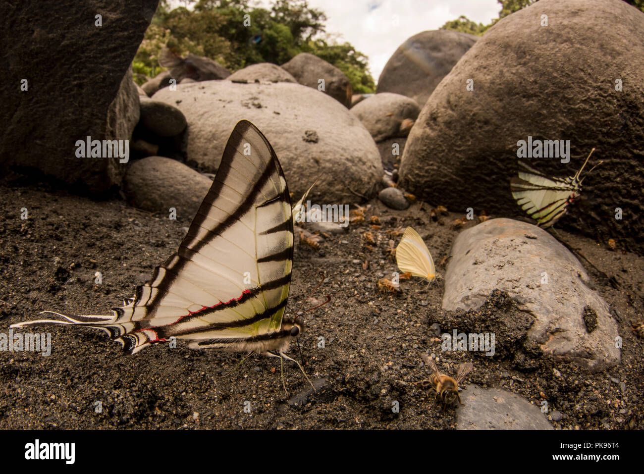 Api e farfalle raccogliere sulla sabbia per alimentare in un comportamento chiamato copertura, il tentativo di estrarre i nutrienti del sedimento. Foto Stock