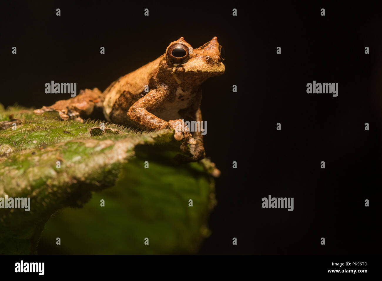 Dendropsophus kamagarini, una specie descritta solo nel 2018 è endemico della giungla peruviana e può essere trovato sulla vegetazione acqua sovrastante di notte Foto Stock