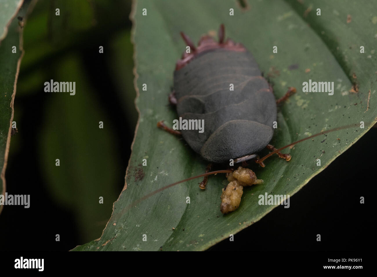 La maggior parte degli scarafaggi vivono lontano da persone come questo uno che vive nel profondo della giungla amazzonica lontano da qualsiasi uomo. Foto Stock