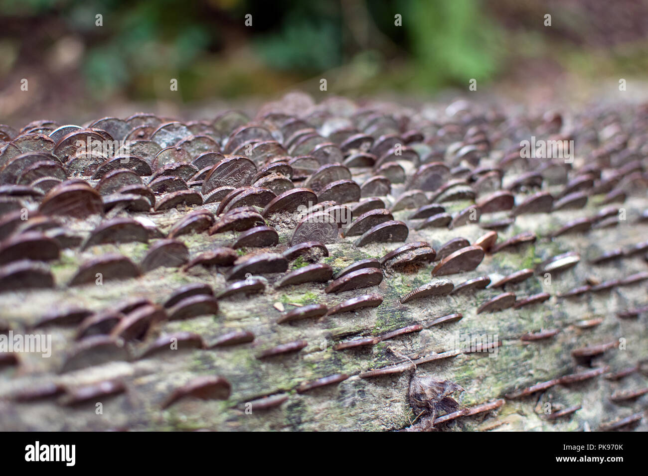 Le monete in un desiderio Tree Tree - St Nectans Glen, Cornwall Regno Unito Foto Stock