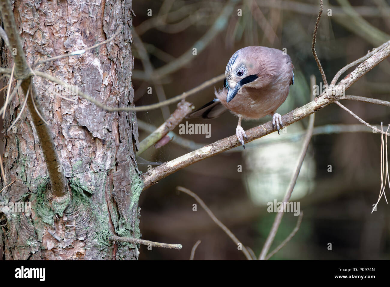 Eurasian Jay - Garrulus glandarius in pino Foto Stock