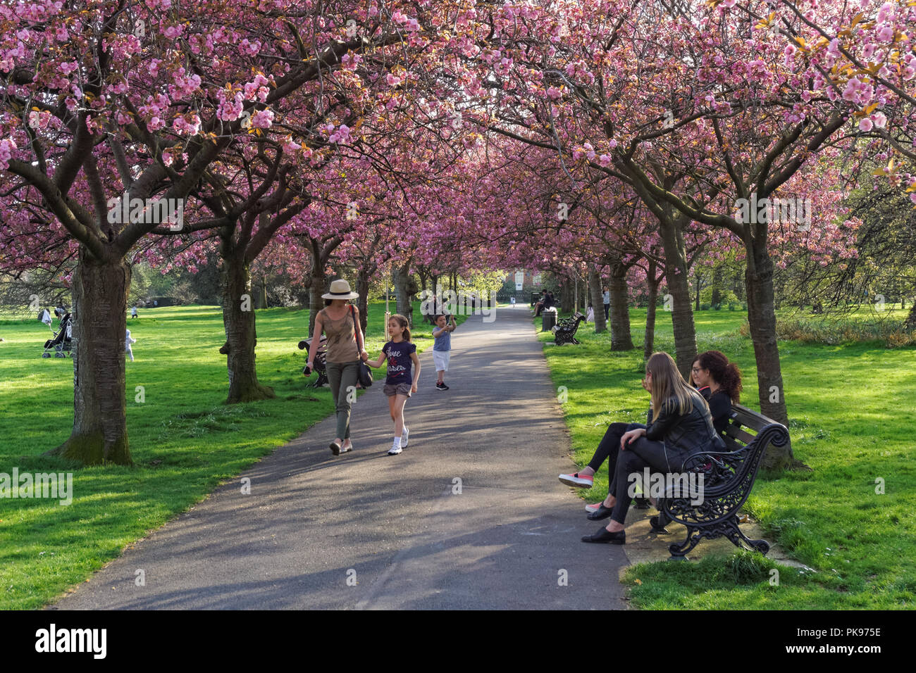Le persone godono di primavera meteo sotto un baldacchino di fiori di ciliegio in Greenwich Park a Londra, Inghilterra, Regno Unito Regno Unito Foto Stock