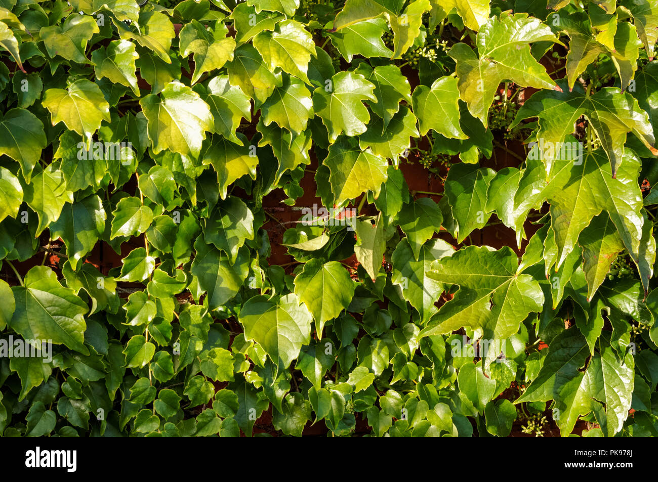 Fogliame denso, foglie verdi sul muro di mattoni Foto Stock