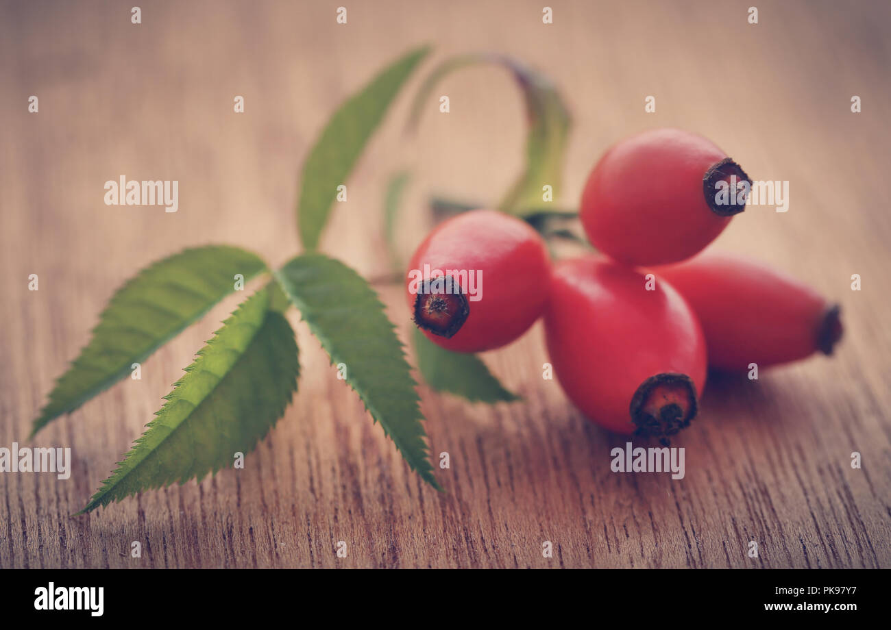 Rosa canina con estratto di olio essenziale in una bottiglia Foto Stock