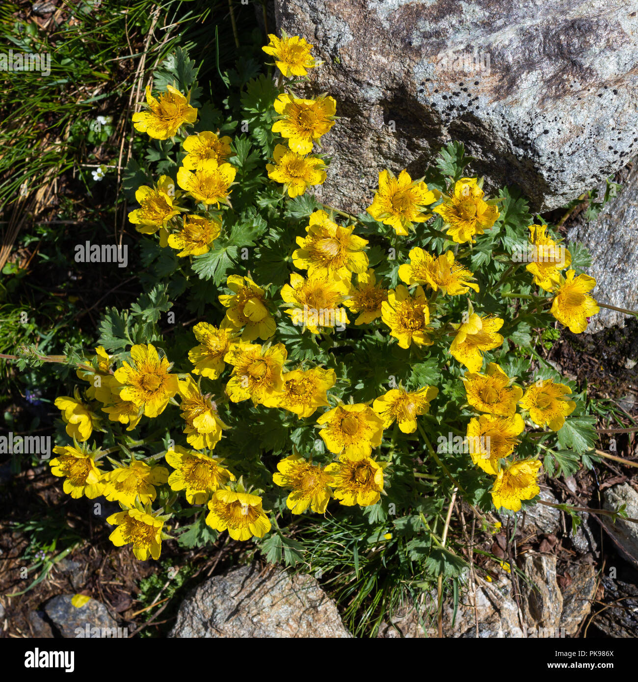 Alpine fiore selvatico Geum Reptans (Creeping Avens). Vista dall'alto. Foto scattata a un'altitudine di 2500 metri. Foto Stock