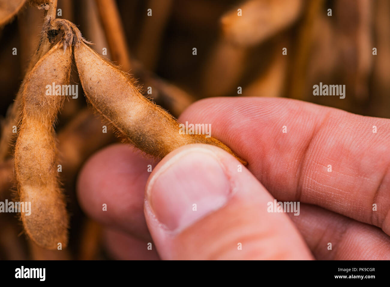Close up di agricoltore e la mano che tiene mature pod di soia nel campo coltivato Foto Stock