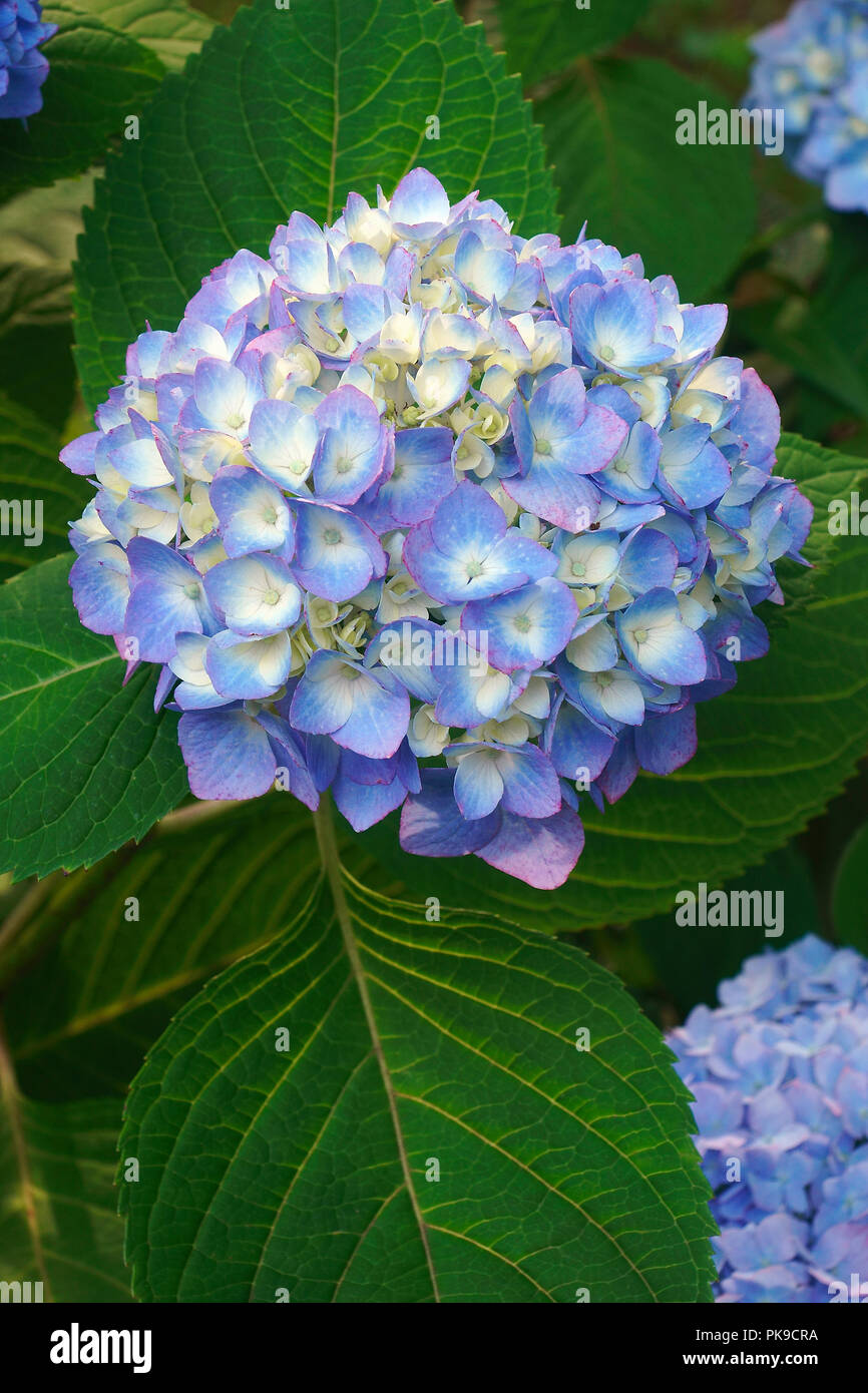 Bigleaf ortensia (Hydrangea macrophylla). Chiamato il francese hydrangea, Lacecap hydrangea, Mophead hydrangea, Penny mac e Hortensia anche. Foto Stock