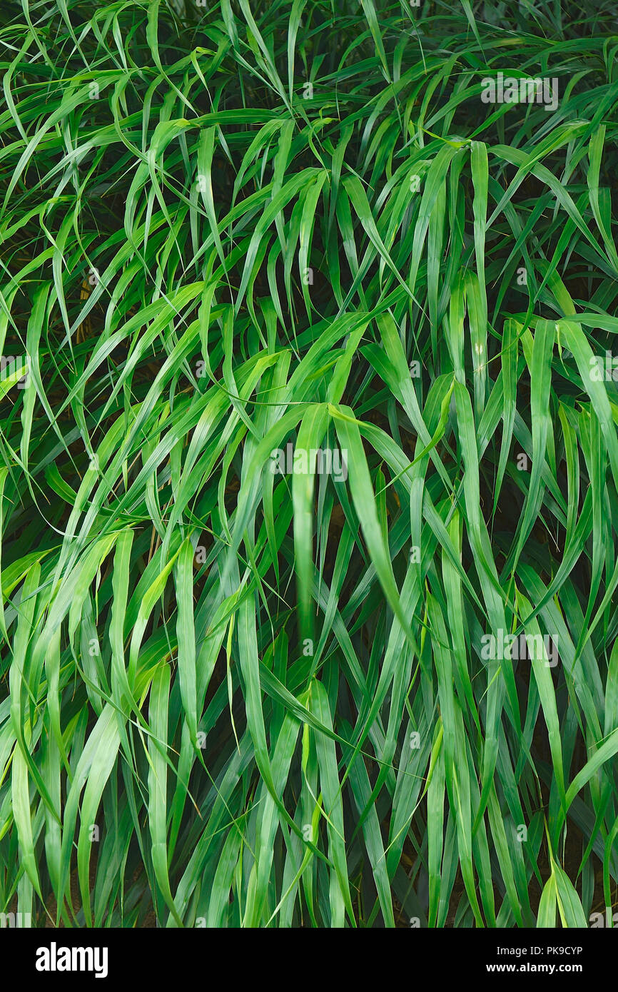 Foresta giapponese erba (Hakonechloa macra Beni-kaze). Chiamati Beni Kaze hakone anche d'erba. Foto Stock