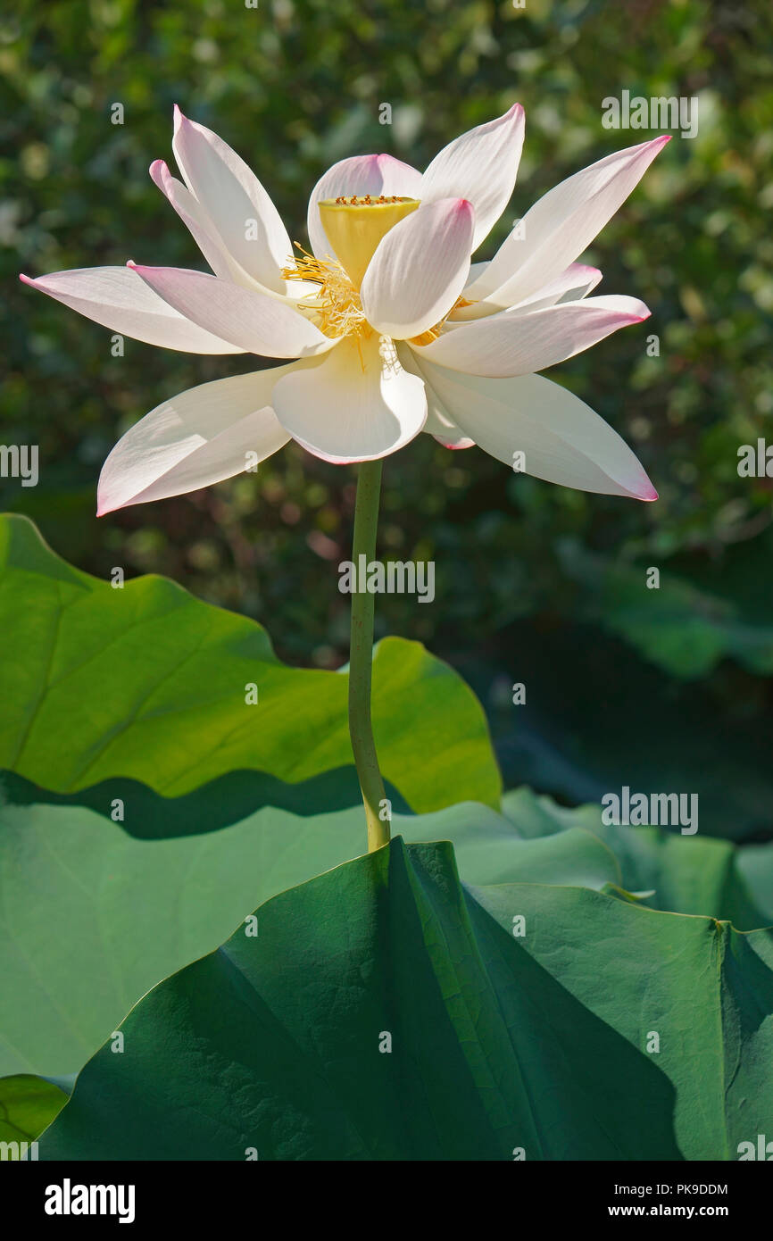 Sacro lotus (Nelumbo nucifera). Noto anche come Indian Lotus, fagiolo di India e Lotus. Foto Stock