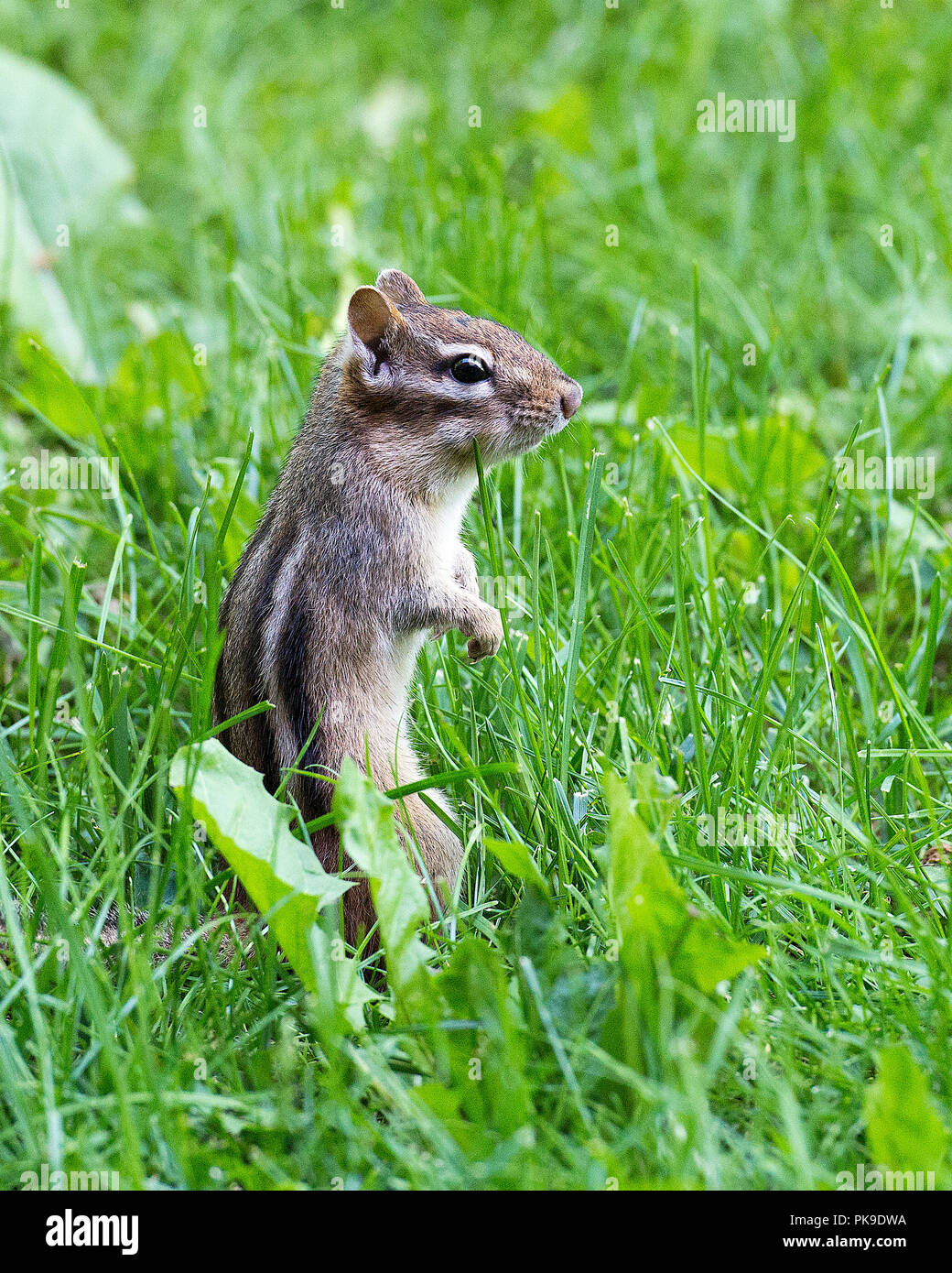 Scoiattolo striado animale della foresta con un background del fogliame nelle sue circostanti e l'ambiente. Foto Stock