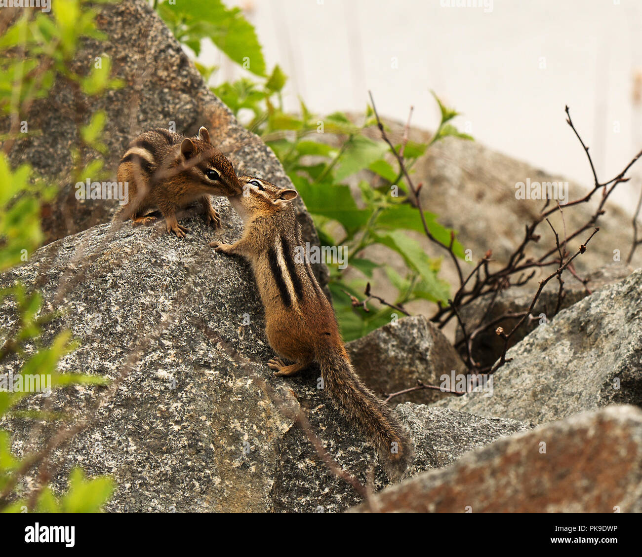 Chipmunks godendo la loro interazione nel loro ambiente. Foto Stock