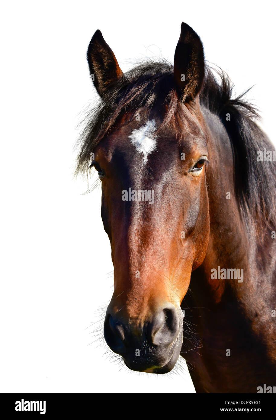 Testa di cavallo isolato su bianco Foto Stock