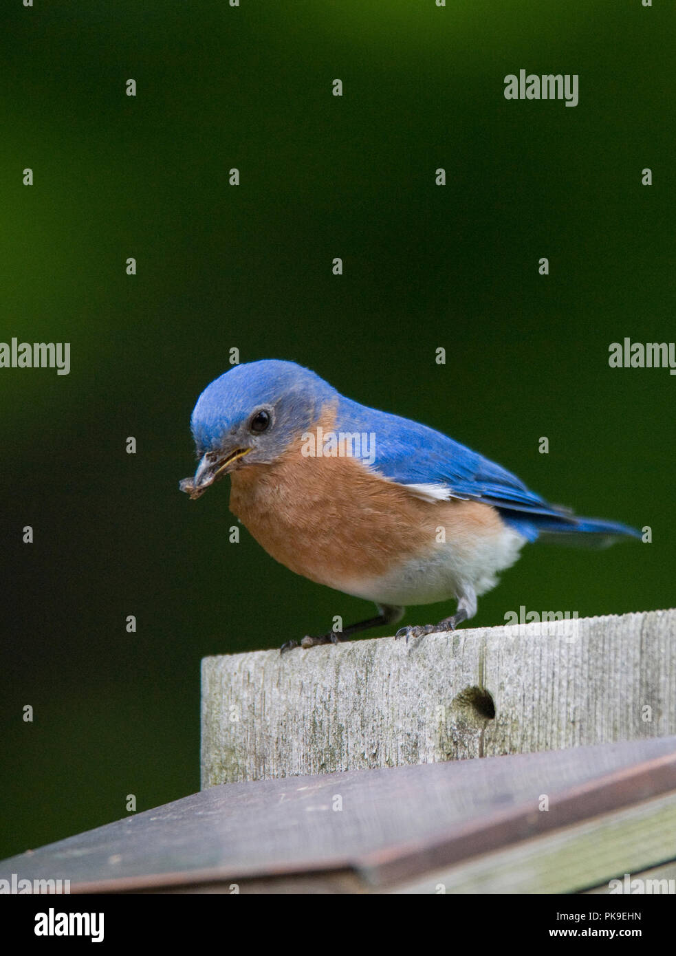 Eastern Bluebird :: Sialia sialis Foto Stock