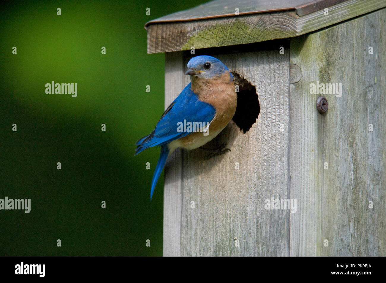 Eastern Bluebird :: Sialia sialis Foto Stock