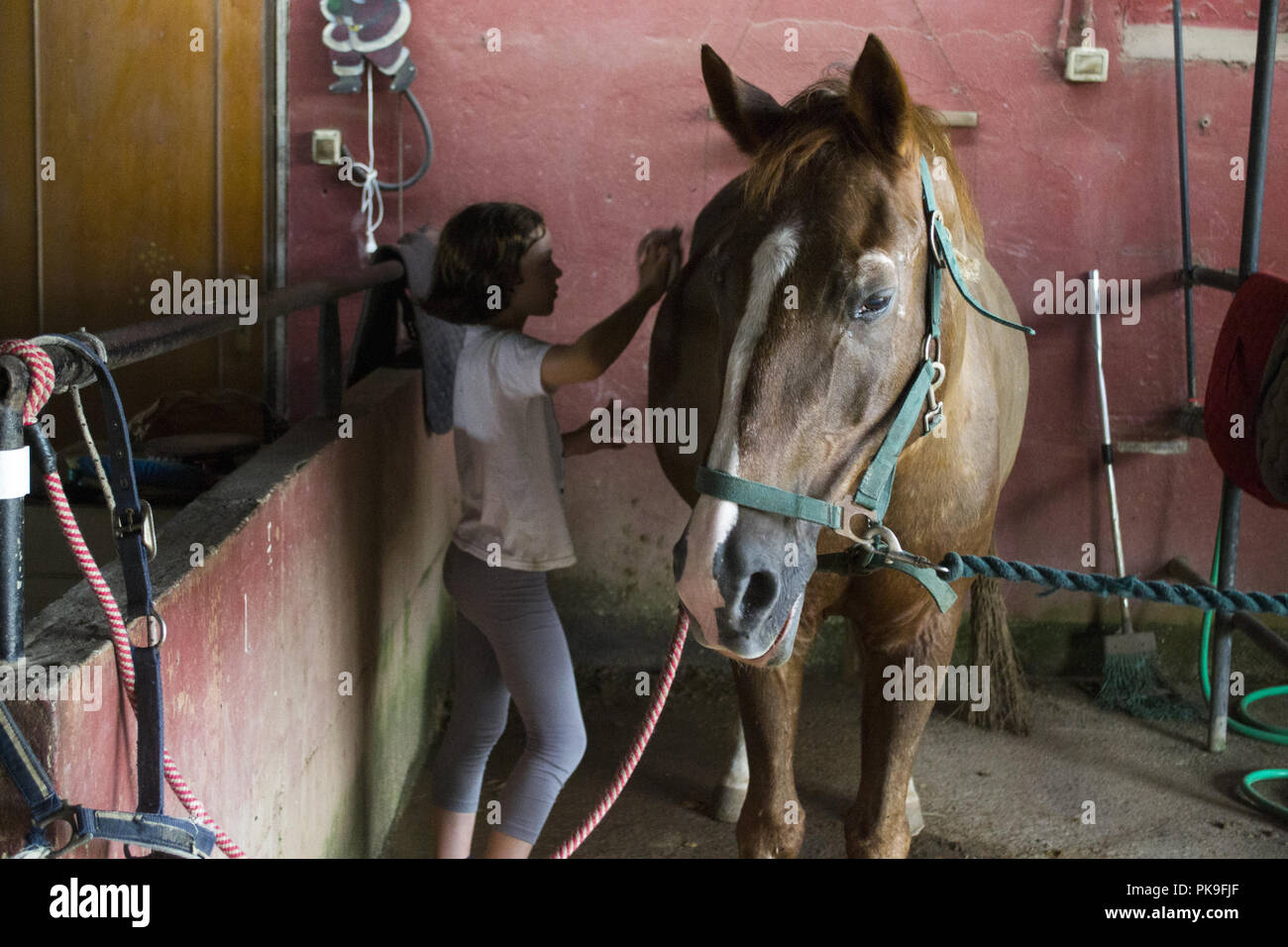 Bambina la pulizia di un cavallo in maneggio Foto Stock