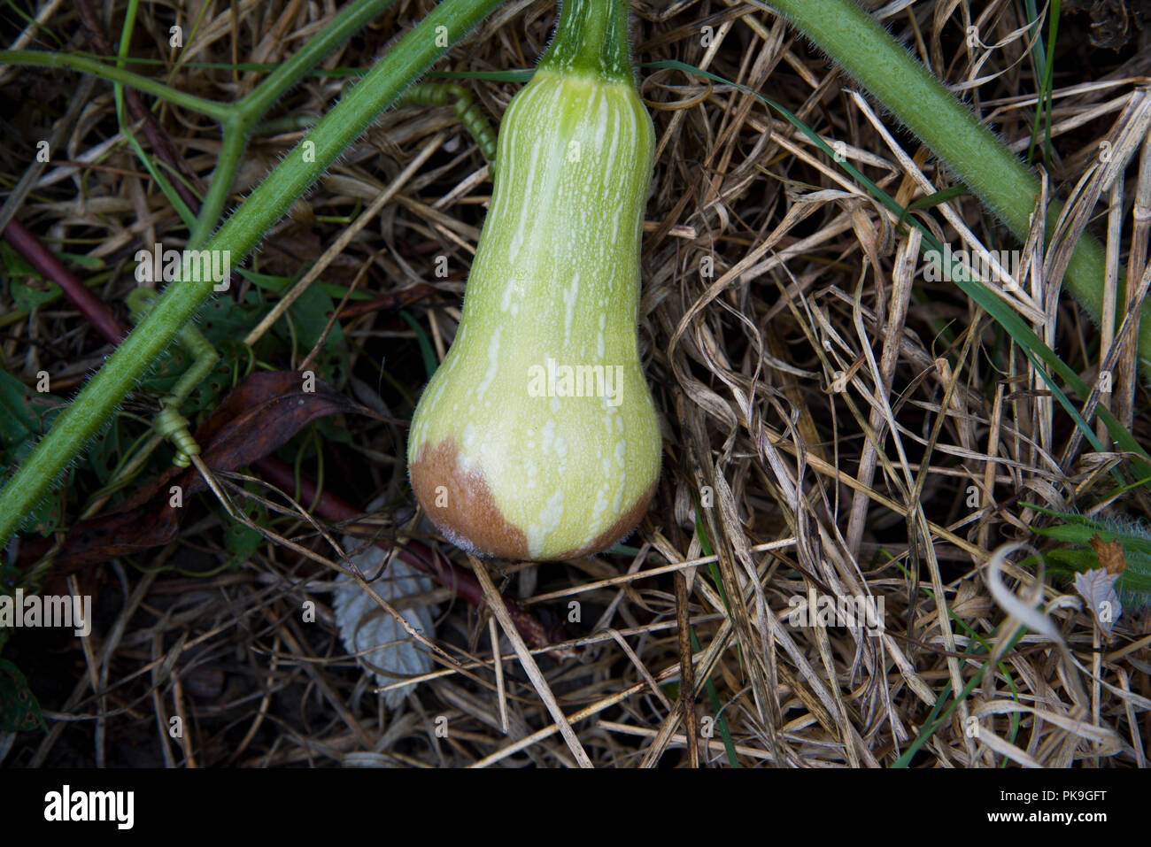 Blossom end rot su aButternut squash Foto Stock