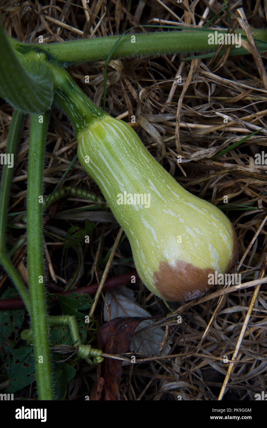 Blossom end rot su aButternut squash Foto Stock
