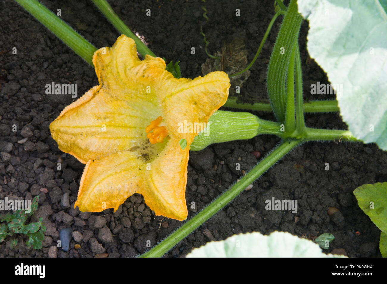 La zucca, crescente sulla pianta con i fiori attaccate al frutto Foto Stock