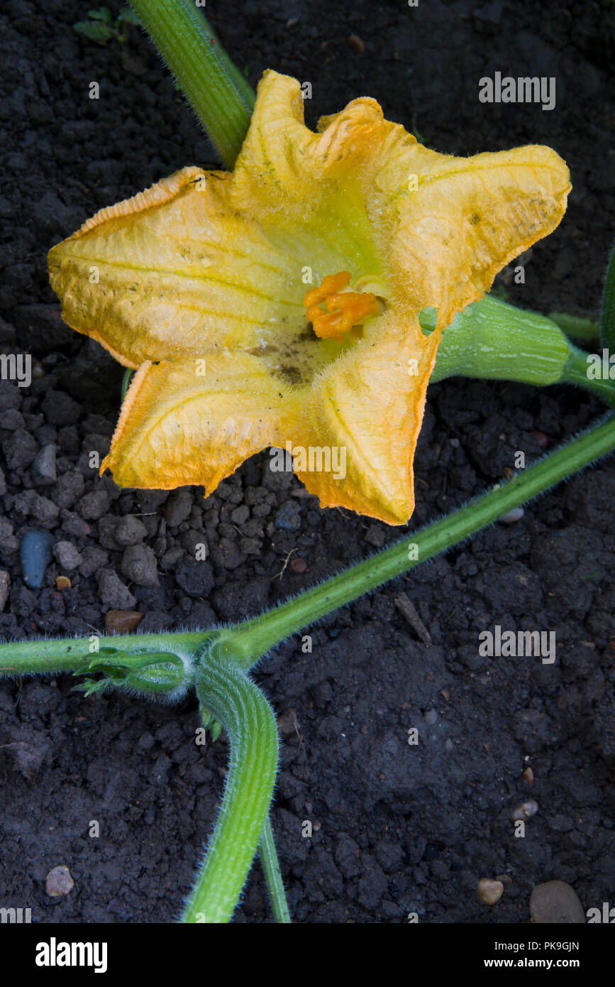 La zucca, crescente sulla pianta con i fiori attaccate al frutto Foto Stock
