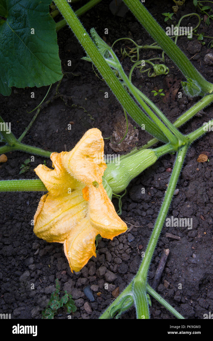 La zucca, crescente sulla pianta con i fiori attaccate al frutto Foto Stock