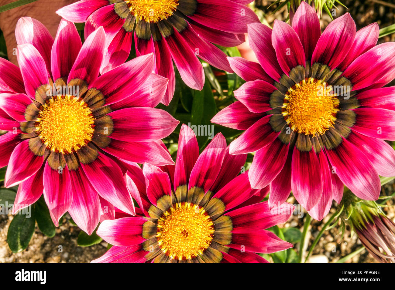 Gazania rigens ' le sfumature rosa ', Tesoro fiore Foto Stock