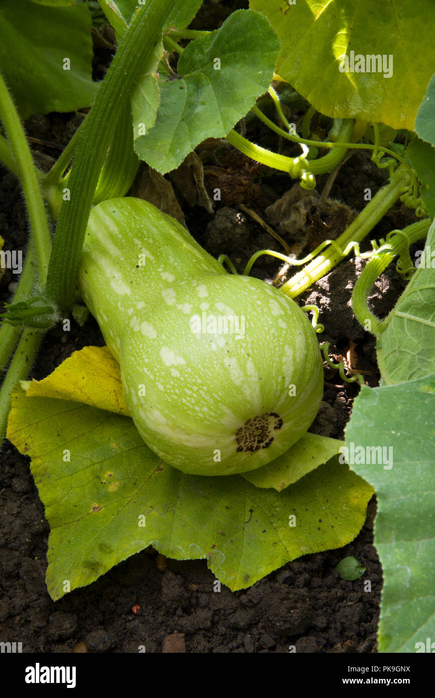 La zucca, crescente sulla pianta Foto Stock