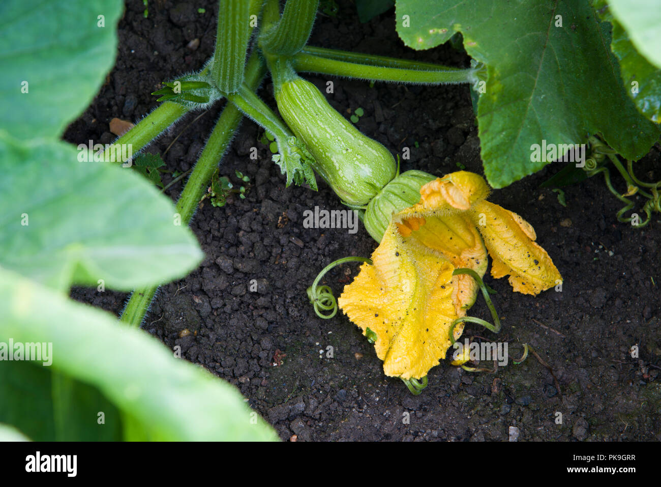 La zucca, crescente sulla pianta con i fiori attaccate al frutto Foto Stock