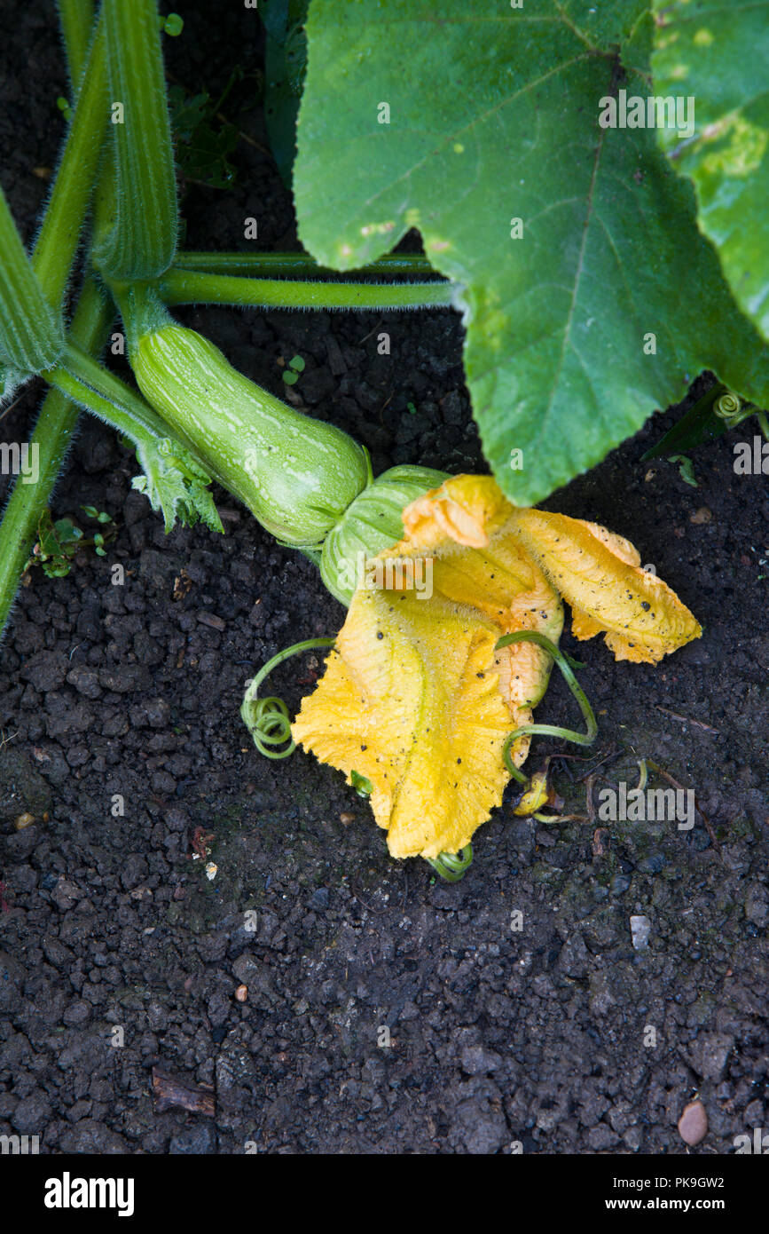 La zucca, crescente sulla pianta con i fiori attaccate al frutto Foto Stock