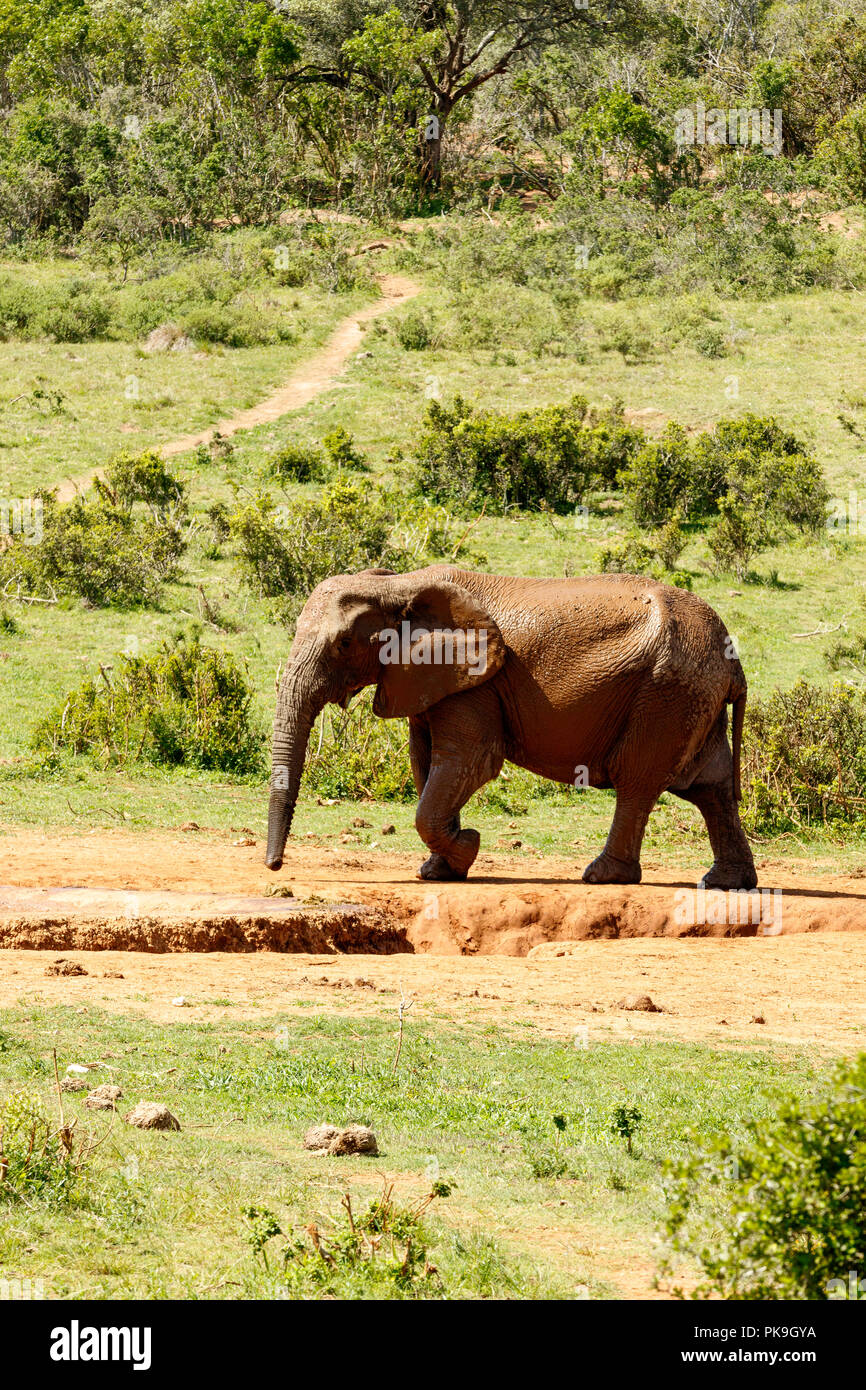 Elephant per raggiungere a piedi la diga di bere un po' di acqua in corrispondenza del foro di irrigazione. Foto Stock