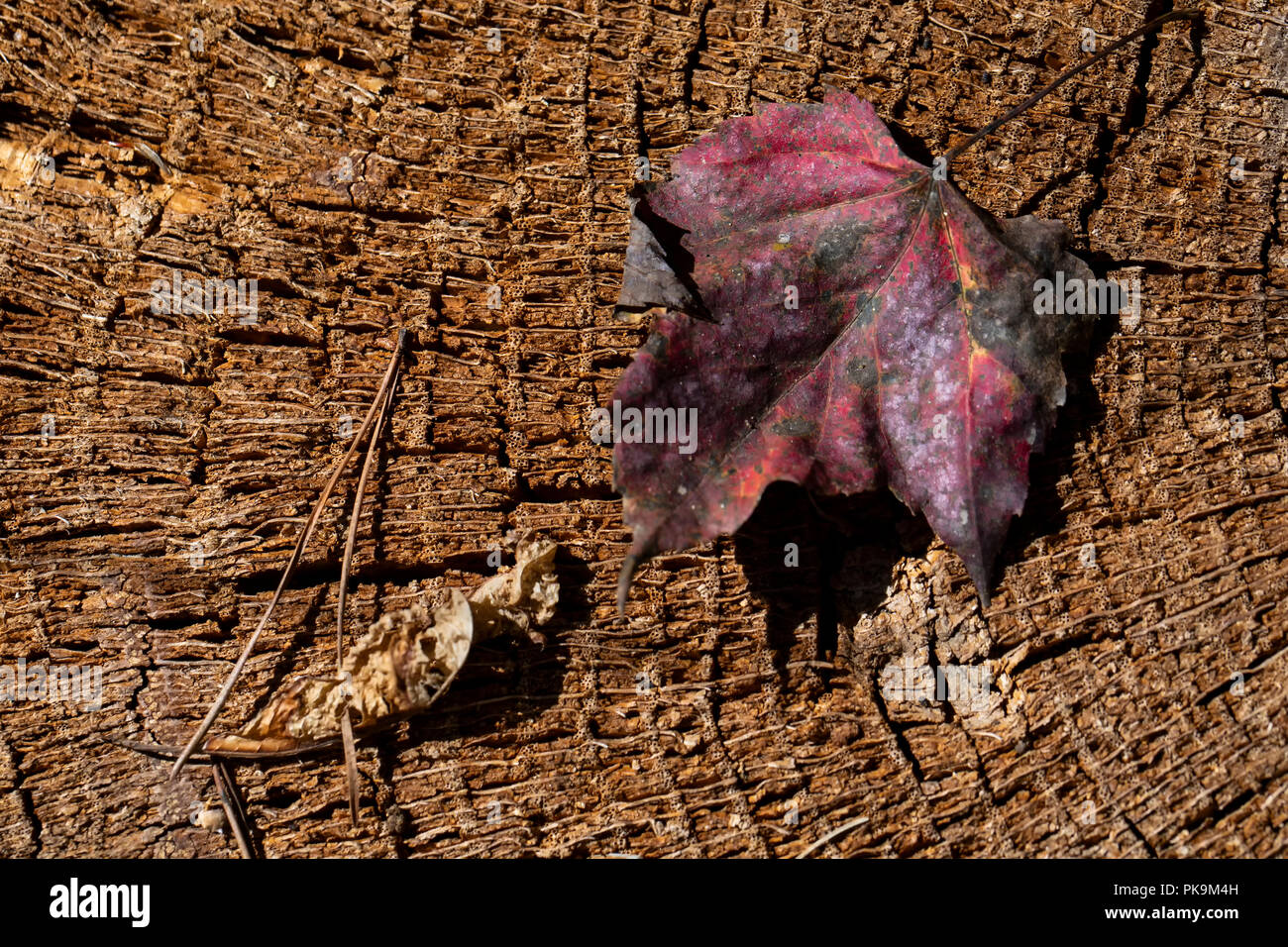 Caduta foglie e aghi di pino su un ceppo di albero riflettono i colori dell'autunno. Foto Stock