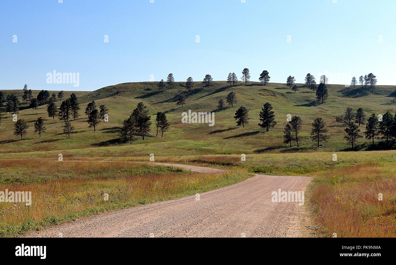 Bella strada attraverso le Black Hills nel Custer State Park nel Sud Dakota Foto Stock