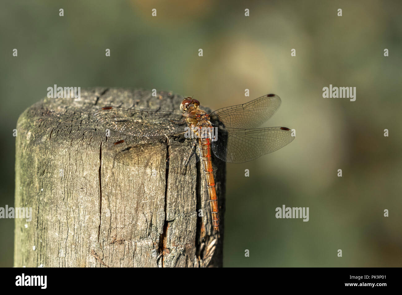 Femmina adulta Brown Hawker Dragonfly (UK) close up Foto Stock