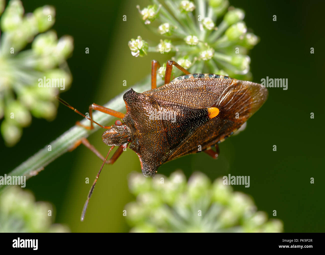Foresta o Red-gambe - Shieldbug Pentatoma rufipes Foto Stock