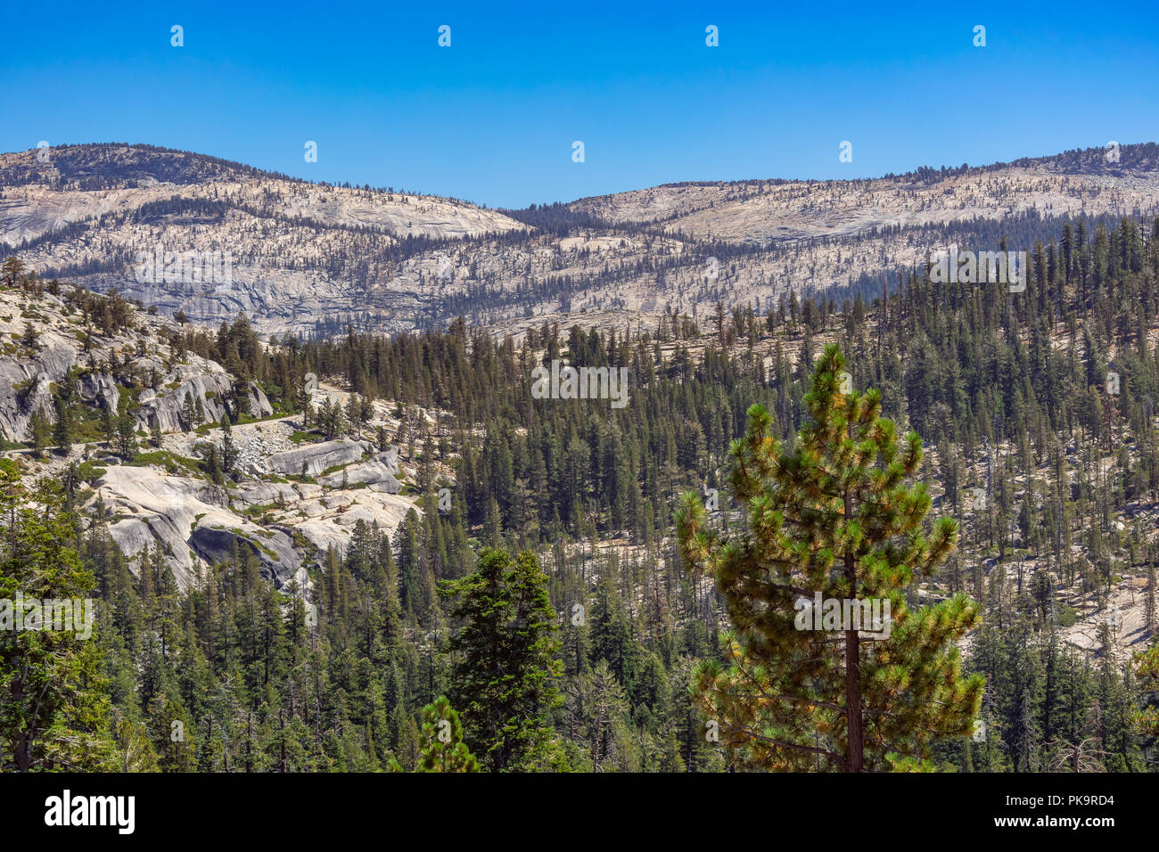 Montagna pini del cielo e terra il paesaggio Foto Stock