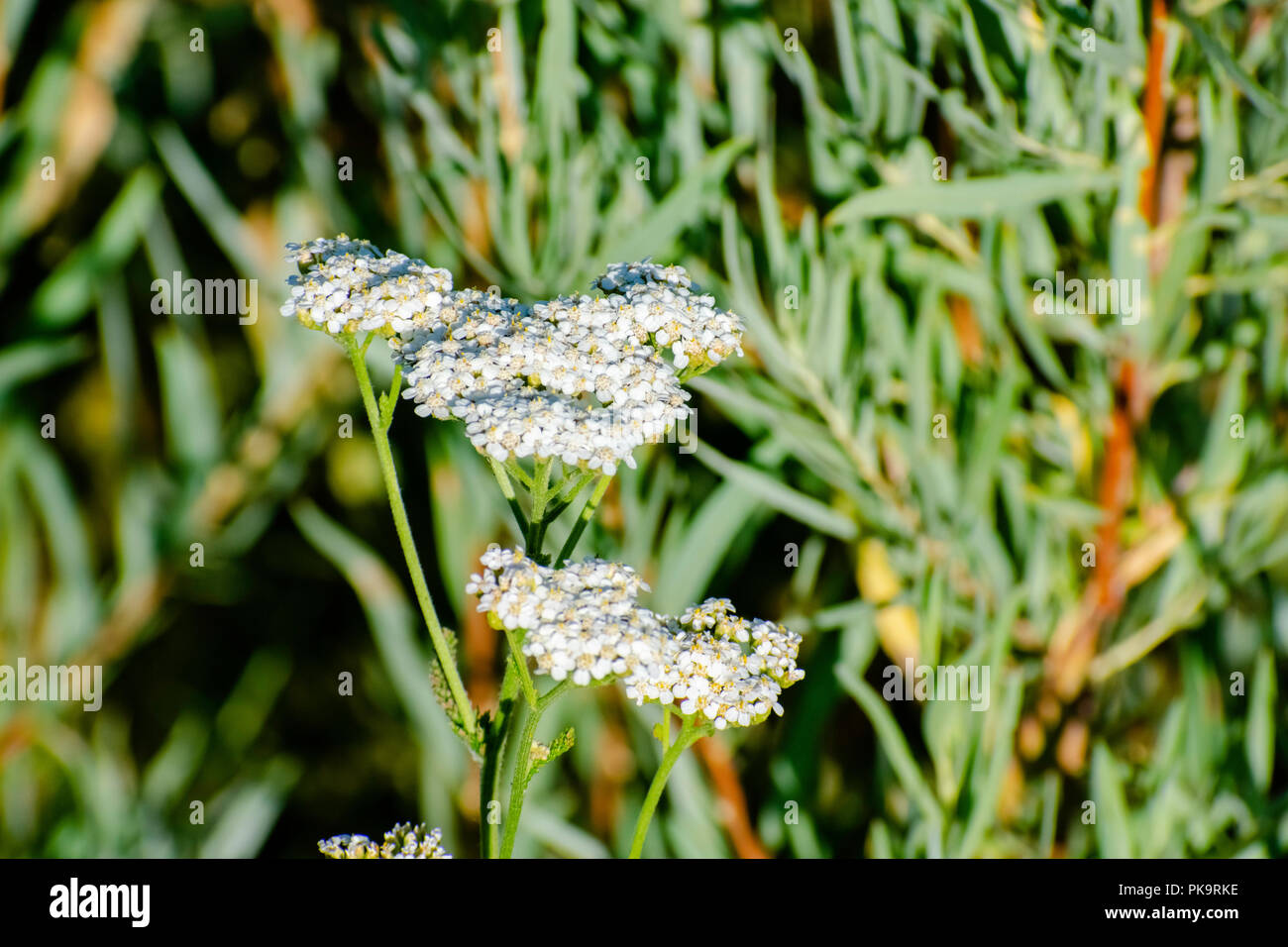 Mini piccolo White bouquet di fiori in un giardino Foto Stock