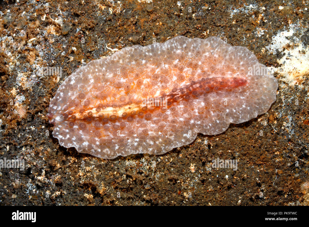 Flatworm marini, Thysanozoon sp. Sembra essere una specie di undescribed.Tulamben, Bali, Indonesia. Mare di Bali, Oceano Indiano Foto Stock