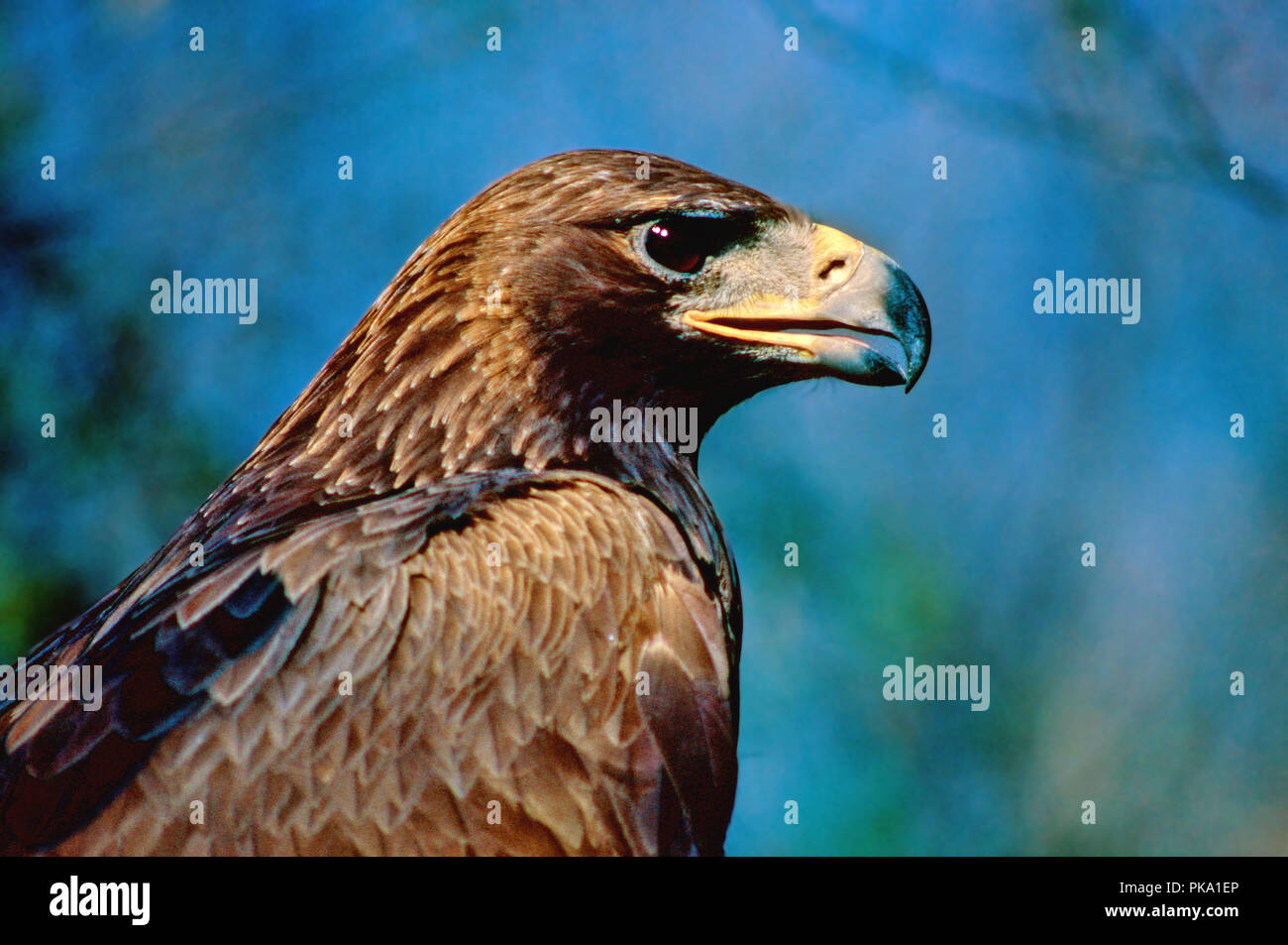Aquila reale (Aquila chrysaetos). Il sud della Spagna. Europa Foto Stock