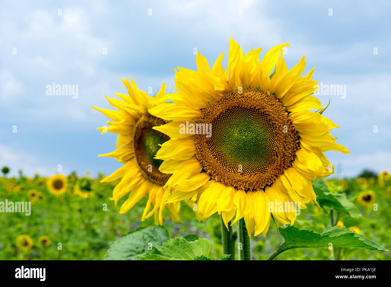 In prossimità di un enorme giallo girasole bellezza Foto Stock